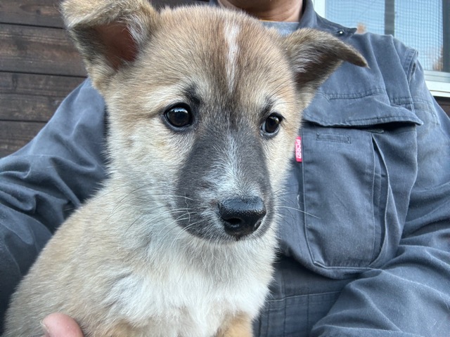 京都の老犬ホーム
